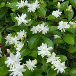 2 Jasmine Plants Live, 5 to 7 Inc in Height, Jasmine Flower Plant Live Climbing Flower Perennial, White Flowers