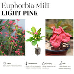 Hardy Crown of Thorn Live Plant, Colorful Large Bloom Salmon Euphorbia Milii Tree, 1 Year Old Plant, 5-10 Inches in Tall, No Pot, Indoor Outdoor Décor Succulent Cactus