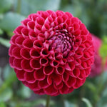 2 Dahlia Bulbs for Spring Planting, Dahlia Bulbs for Planting Indoor and Outdoor (Red)