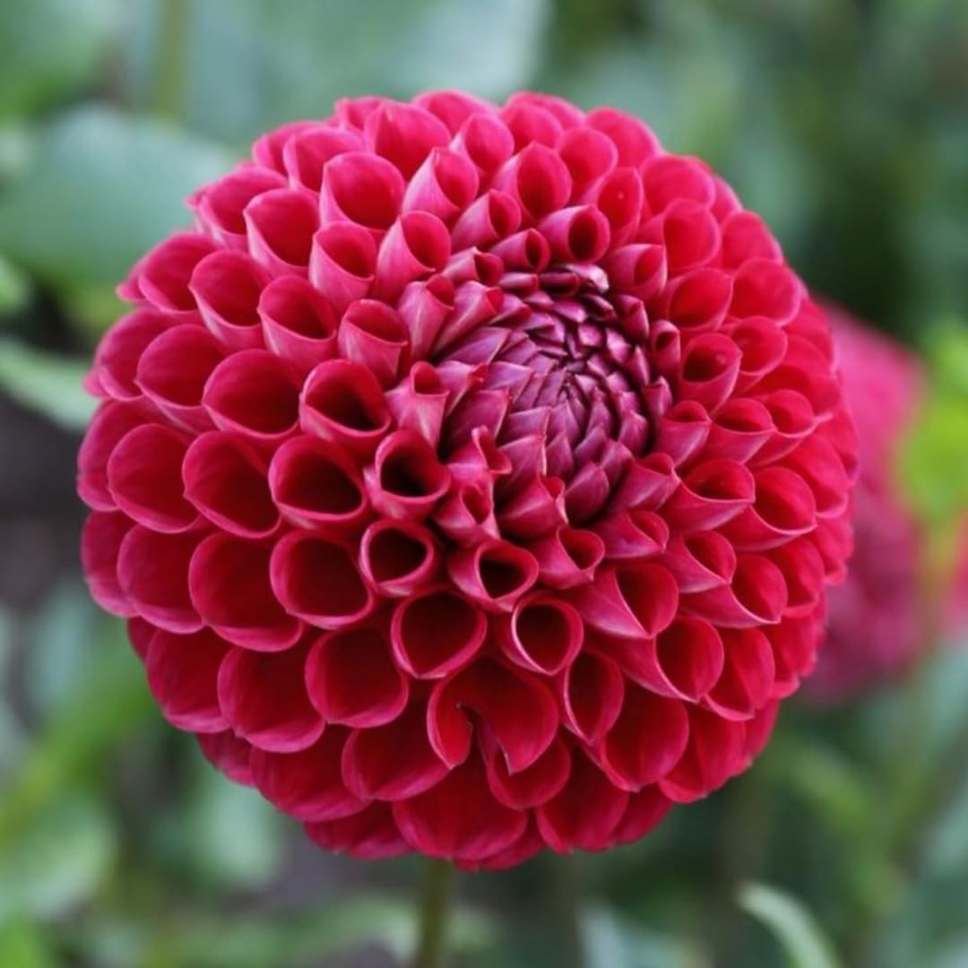 2 Dahlia Bulbs for Spring Planting, Dahlia Bulbs for Planting Indoor and Outdoor (Red)