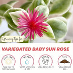 Variegated Ice Plant, Baby Sun Rose Live Plant, Ice Plants, Variegated Foliage for Indoor Outdoor Growing, 4-6 Inches Tall in 4 Inch Pot
