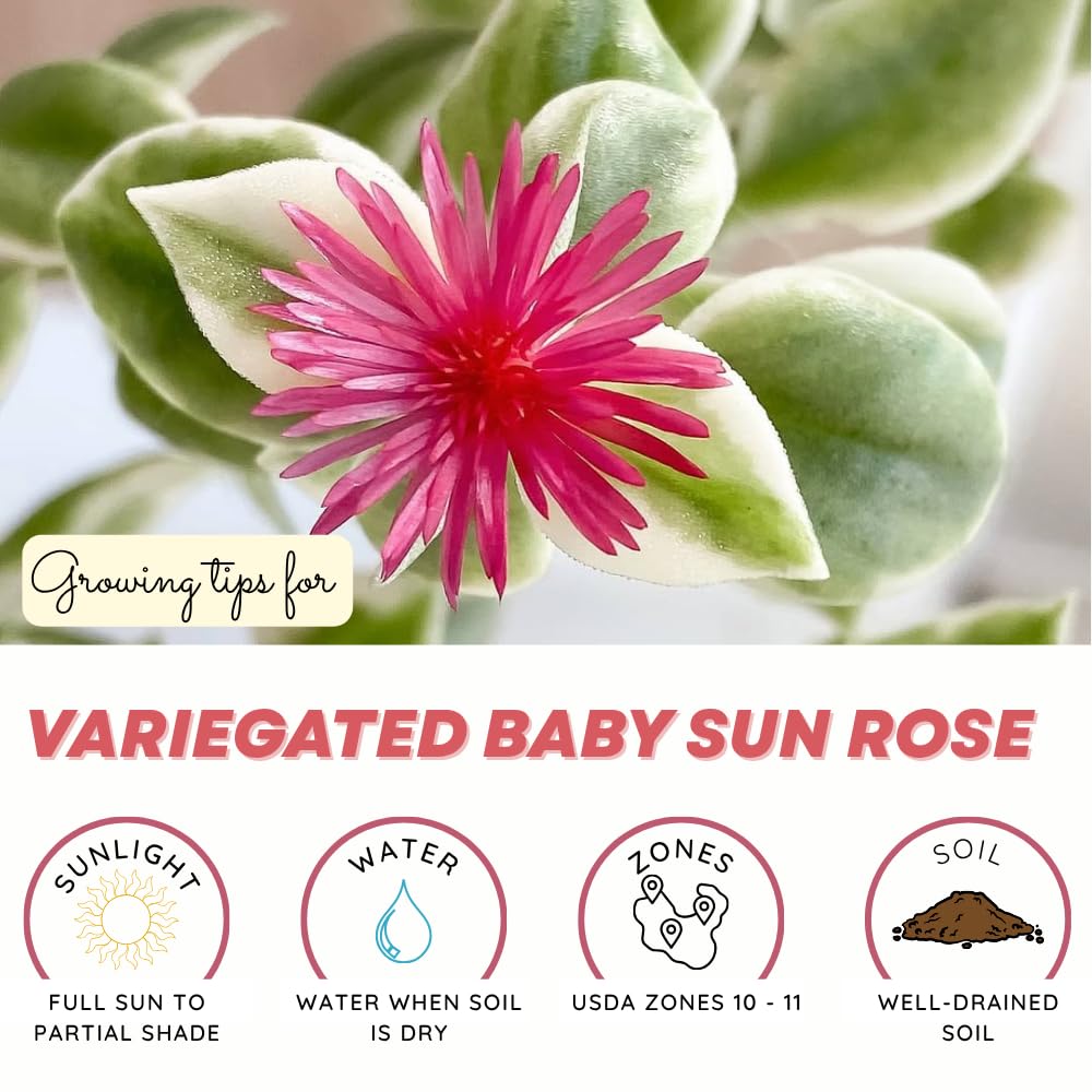 Variegated Ice Plant, Baby Sun Rose Live Plant, Ice Plants, Variegated Foliage for Indoor Outdoor Growing, 4-6 Inches Tall in 4 Inch Pot