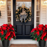 2 Poinsettia Plants Live, Dwarf Red Poinsettia Flowers Christmas Decorations, Holiday Houseplant, Poinsettias Trees Plants, No Pot, 5-9" Tall