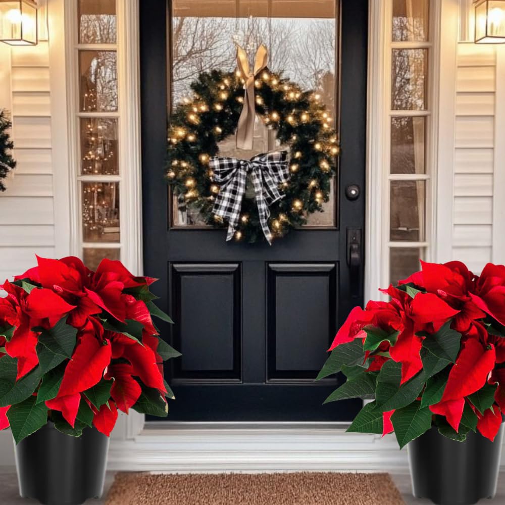 2 Poinsettia Plants Live, Dwarf Red Poinsettia Flowers Christmas Decorations, Holiday Houseplant, Poinsettias Trees Plants, No Pot, 5-9" Tall