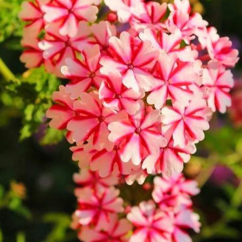 Sets 4 Perennial Verbena Live Plants Ground Cover or Trailing 1-4" Plugs Size, Random Bloom, Outdoor Planting Spring