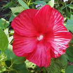 2 Red Hibiscus Trees Live Plant, Hardy Hibiscus Plants Live, 5 to 7 Inches, Hibiscus Shrub Tree for Garden