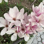 Magnolia Tree Live Plant 4-8 Inches, Pink Blooms Magnolia Bush, Fragrant Magnolia for Growing (Saucer Magnolia)