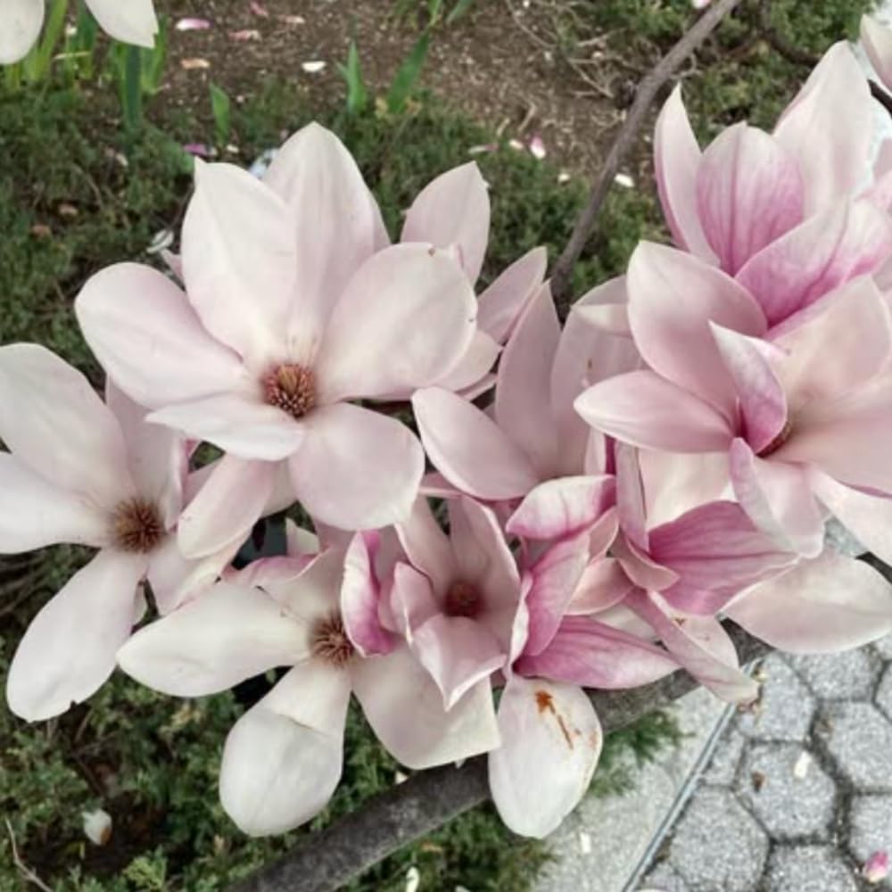 Magnolia Tree Live Plant 4-8 Inches, Pink Blooms Magnolia Bush, Fragrant Magnolia for Growing (Saucer Magnolia)