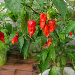 Pack 2 Red Ghost Pepper Plants, Live Red Ghost Pepper Plants for Growing, 80 Days Old Plant