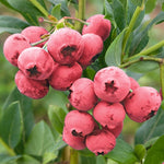 3 Large Sweet Fruit Southern Highbush Blueberry Bushes Seedlings, High-Yield Blueberry Trees Live Plants, 6 Months Old, Starter 3-6" in Tall, Cold Hardy Zones 4-7