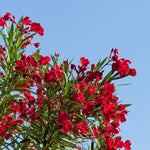 Red Oleander Live Plant, Oleander Flower Plants Shrub, Outdoor Growing 4-8 Inches