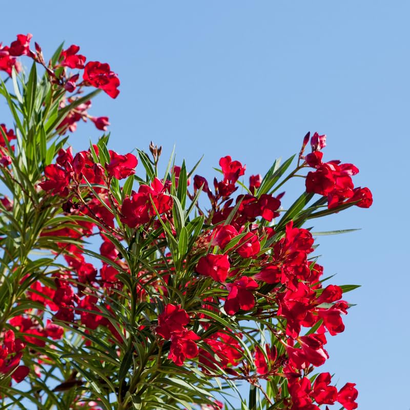 Red Oleander Live Plant, Oleander Flower Plants Shrub, Outdoor Growing 4-8 Inches