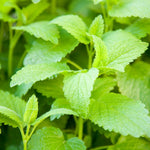 Pack of 3 Catnip Mint Live Plants, 3-6 Inches Tall, Catnip Herb Starters for Garden Beds and Containers, No Pot
