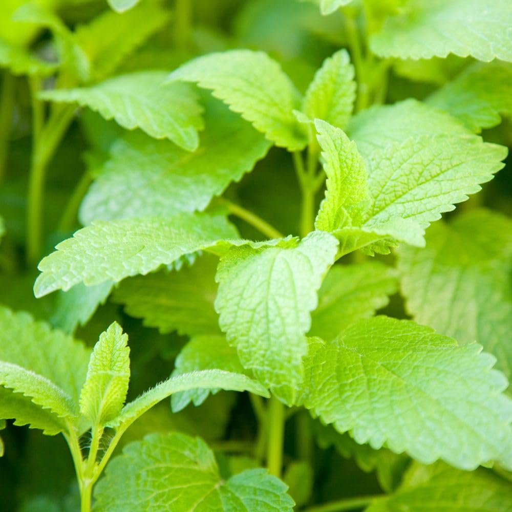 Pack of 3 Catnip Mint Live Plants, 3-6 Inches Tall, Catnip Herb Starters for Garden Beds and Containers, No Pot
