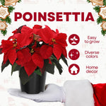 2 Poinsettia Plants Live, Dwarf Red Poinsettia Flowers Christmas Decorations, Holiday Houseplant, Poinsettias Trees Plants, No Pot, 5-9" Tall