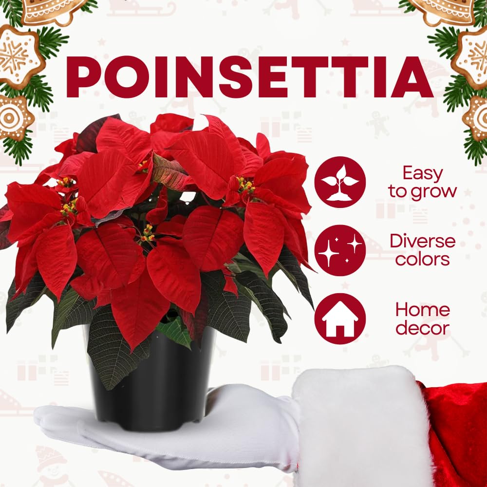2 Poinsettia Plants Live, Dwarf Red Poinsettia Flowers Christmas Decorations, Holiday Houseplant, Poinsettias Trees Plants, No Pot, 5-9" Tall