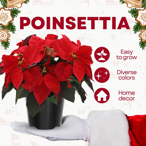 2 Poinsettia Plants Live, Dwarf Red Poinsettia Flowers Christmas Decorations, Holiday Houseplant, Poinsettias Trees Plants, No Pot, 5-9" Tall