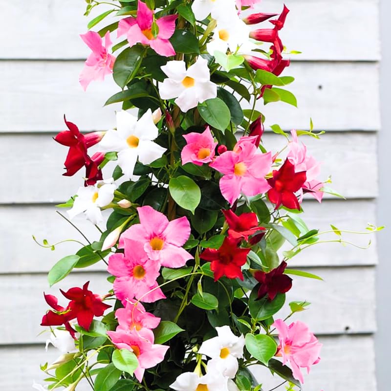 2 Mixed Mandevilla Live Plants, Flowering Mandevilla Plants, 5-9” Tall, Mandevilla Trellis Vines for Outdoor Garden and Containers