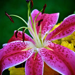 3 Pink Lily Bulbs for Planting, Lilies Flowers Bulbs for Gardening Indoors Outdoors, Large Bulb