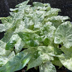Spotted Alocasia Plant 4-8 Inch Tall, Tropical Alocasia Indoor Houseplant, Well Rooted Elephant Ear for Growing