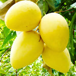 Large Yellow Mango Tree Live Plant, 8 to 14 Inches Tall in Pot, Ready to Bear Fruit in 1-2 Years, Large Sweet Mango Tree for Planting