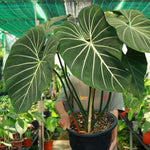 Gloriosum Philodendron Plant Live, Rare Tropical Variegated Live Indoor Houseplant, Starter Plants No Pot, 5-9" in Tall