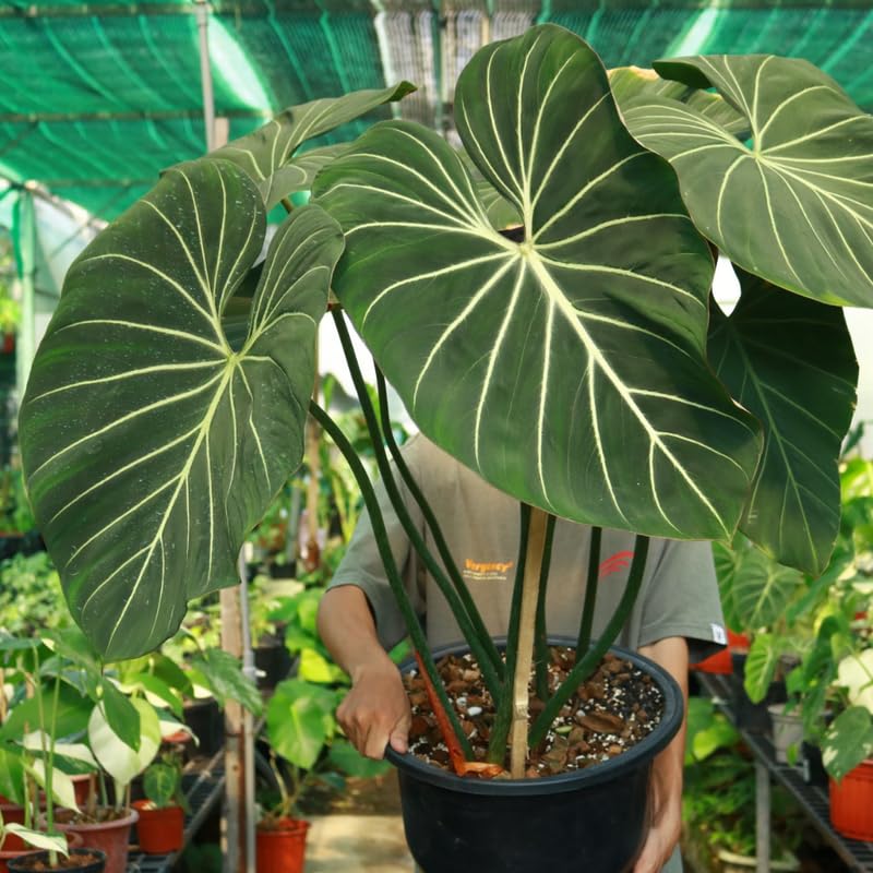 Gloriosum Philodendron Plant Live, Rare Tropical Variegated Live Indoor Houseplant, Starter Plants No Pot, 5-9" in Tall