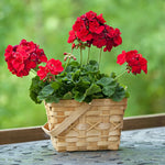 Set 5 Red Geranium Cuttings, 8-10 Inches Tall Geranium Plant Cutting for Planting, Unrooted