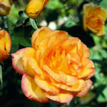 Rose Live Plant for Planting, Rose Bush Ready to Plant, 5-8 Inch Tall, Fragrant Rose Flowers (Gold)