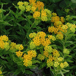 2 Yellow Milkweed Plants Live, Tropical Butterfly Milkweed 4-8 Inches, Perennial Milkweeds Flowers Well Rooted Container or Outdoor Growing