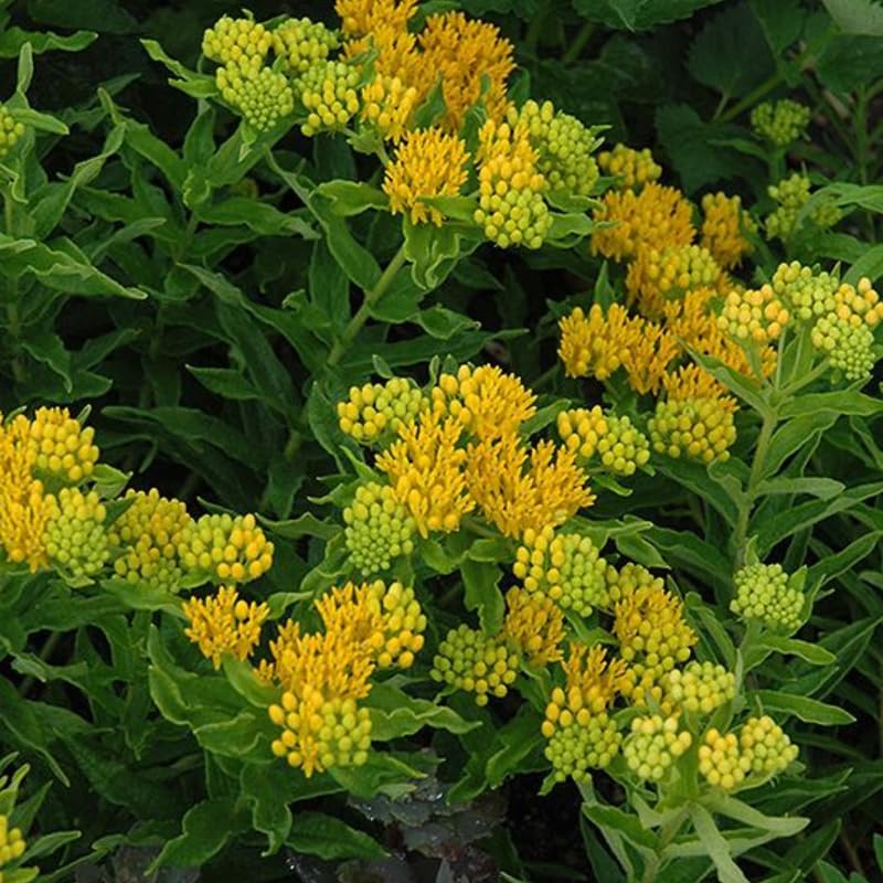 2 Yellow Milkweed Plants Live, Tropical Butterfly Milkweed 4-8 Inches, Perennial Milkweeds Flowers Well Rooted Container or Outdoor Growing