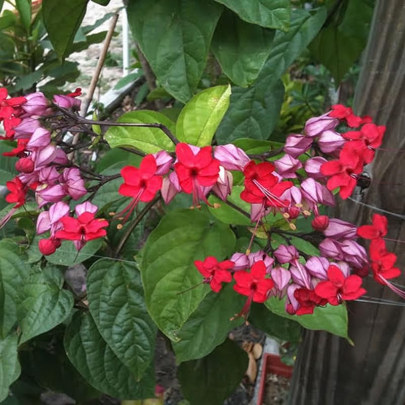 Red Purple Bleeding Heart Live Plant, 6-8 Inch Clerodendrum Live Plant, Clerodendrum Bleeding Heart Vine - Perennial Flower, Well Rooted Starter Plant