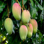 Valencia Mango Tree Live Plant Grafted, 14 to 18 Inches Tall in Pot, Ready to Bear Fruit in 1 Year, Sweet Mango Tree for Planting