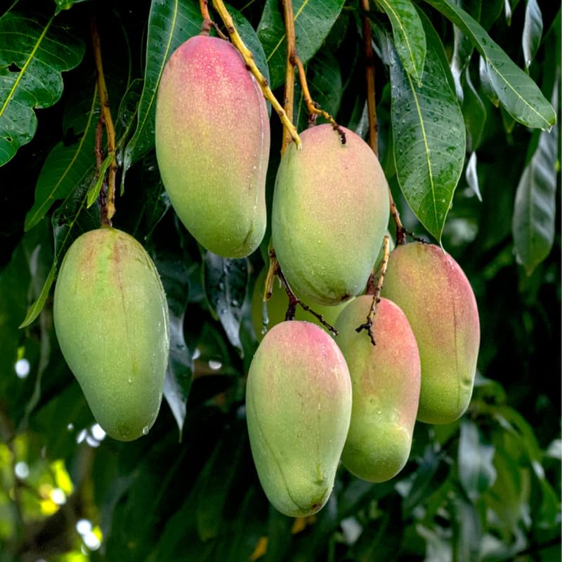 Valencia Mango Tree Live Plant Grafted, 14 to 18 Inches Tall in Pot, Ready to Bear Fruit in 1 Year, Sweet Mango Tree for Planting