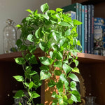 Pothos Live Plant, Live Pothos Plant, 4 to 6 Inches, House Plants Live for Growing Indoor and Outdoor, 4 Inc Potted (Green)