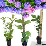 Hydrangea Plant Live Tree, Blooming Garden Bush Hardy Hydrangea Shrub, Random Flowering Plant Indoor Outdoor Well-Rooted 5-9 Inc Tall, Stater Plant