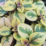 2 Golden Swedish Ivy Plants Live, Plectranthus Swedish Ivy Plant Live, 3 Inc to 6 Inc Tall Seedling, House Plants Live