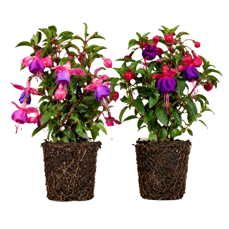 Set 2 Assorted Fuchsia Plants Live 2-5 Inches Tall, Colorful Hanging Flower Plants for Patio, Garden and Containers