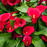 Pack 3 Red Calla Lily Bulbs - Calla Lily Flowering Bulbs for Garden and Containers, Easy to Grow Summer Blooms
