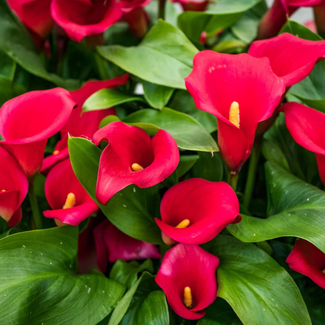 Pack 3 Red Calla Lily Bulbs - Calla Lily Flowering Bulbs for Garden and Containers, Easy to Grow Summer Blooms