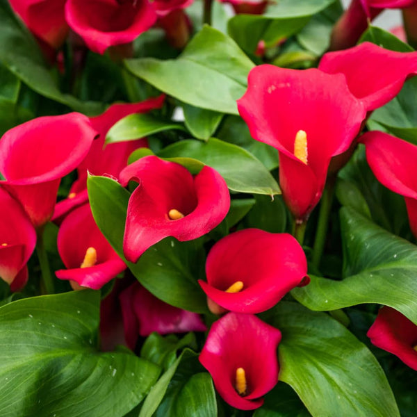 Pack 3 Red Calla Lily Bulbs - Calla Lily Flowering Bulbs for Garden and Containers, Easy to Grow Summer Blooms