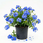 Blue Plumbago Live Plant, 4-6 Inches Tall in 4 Inch Pot, Plumbago Vine Plant for Planting, Vibrant Flowering Starter Plant