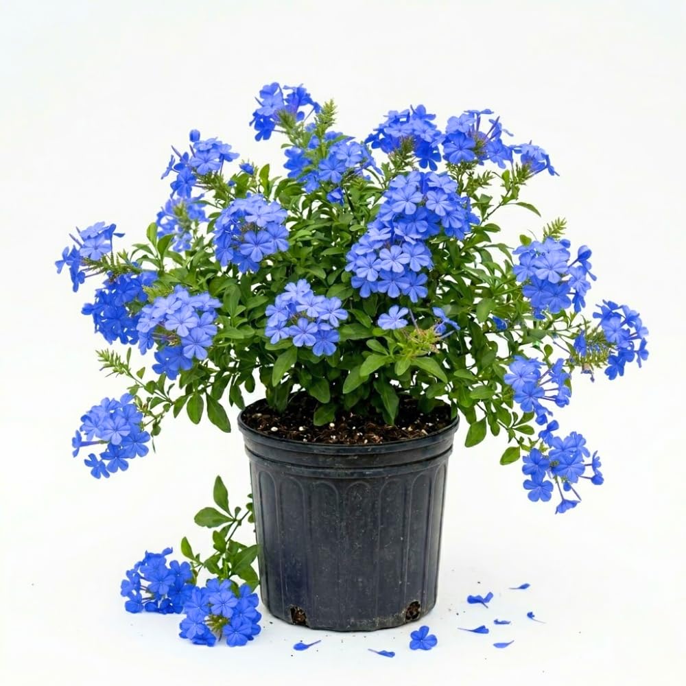 Blue Plumbago Live Plant, 4-6 Inches Tall in 4 Inch Pot, Plumbago Vine Plant for Planting, Vibrant Flowering Starter Plant