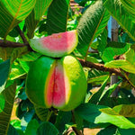Big Pink Guava Tree Grafted Live Plant, 1-2 Feet Tall in Pot, Well Rooted, Ready to Bear Fruit Within 1 Year