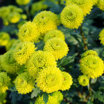 Green Chrysanthemum Plant, Set 2 Green Mums Plants Live, Hardy Perennial Mum Live Plant, 3 to 6 Inch Tall Garden Mum Starter Plants for Garden Beds, Containers, Vibrant Fall Blooms, No Pot