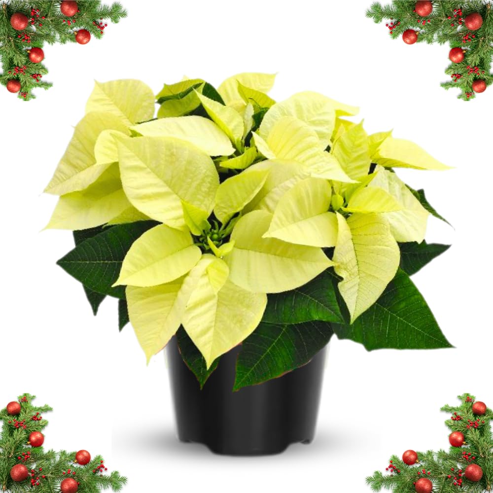 2 Poinsettia Plants Live, Green Poinsettia Flowers Christmas Decorations, Holiday Houseplant, Poinsettias Trees Plants, No Pot, 5-9" Tall