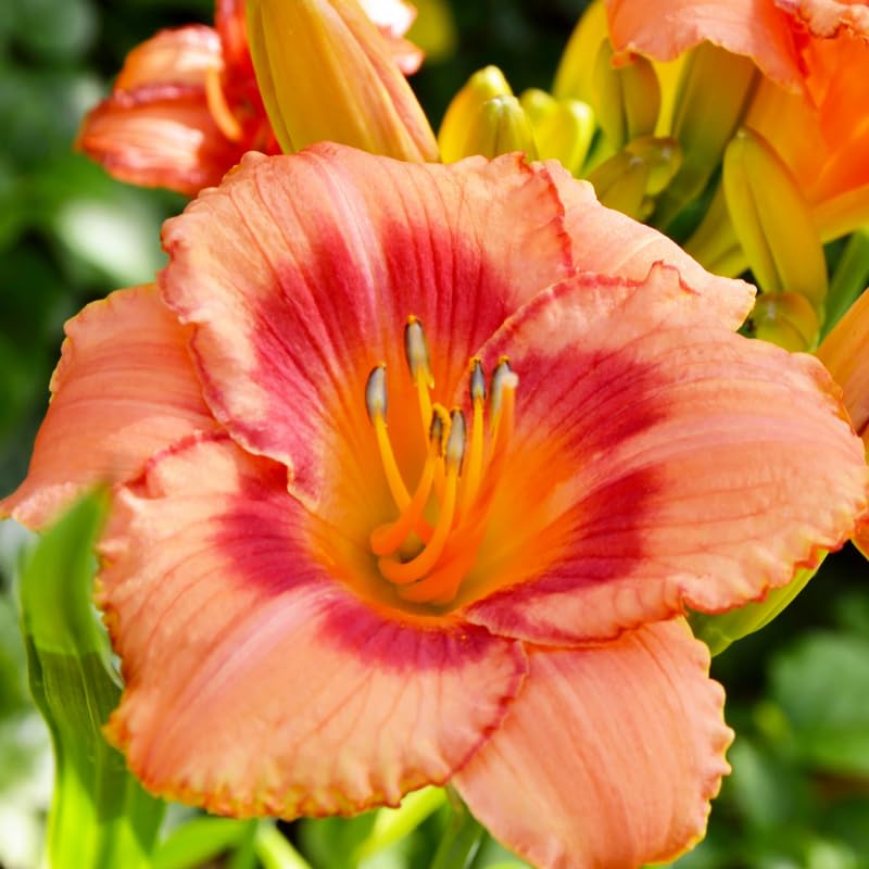 Set 10 Strawberry Daylily Bulbs for Planting, Hardy Perennial Lily Roots for Colorful Summer Blooms
