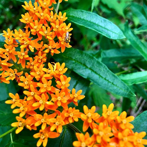 2 Orange Milkweed Plants Live, Tropical Butterfly Milkweed 4-8 Inches, Perennial Milkweeds Flowers Well Rooted Container or Outdoor Growing