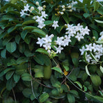 Jasmine Plant Live, White Jasmine Live Plant Between 5 and 7 Inc Tall Outdoor Planting Indoor