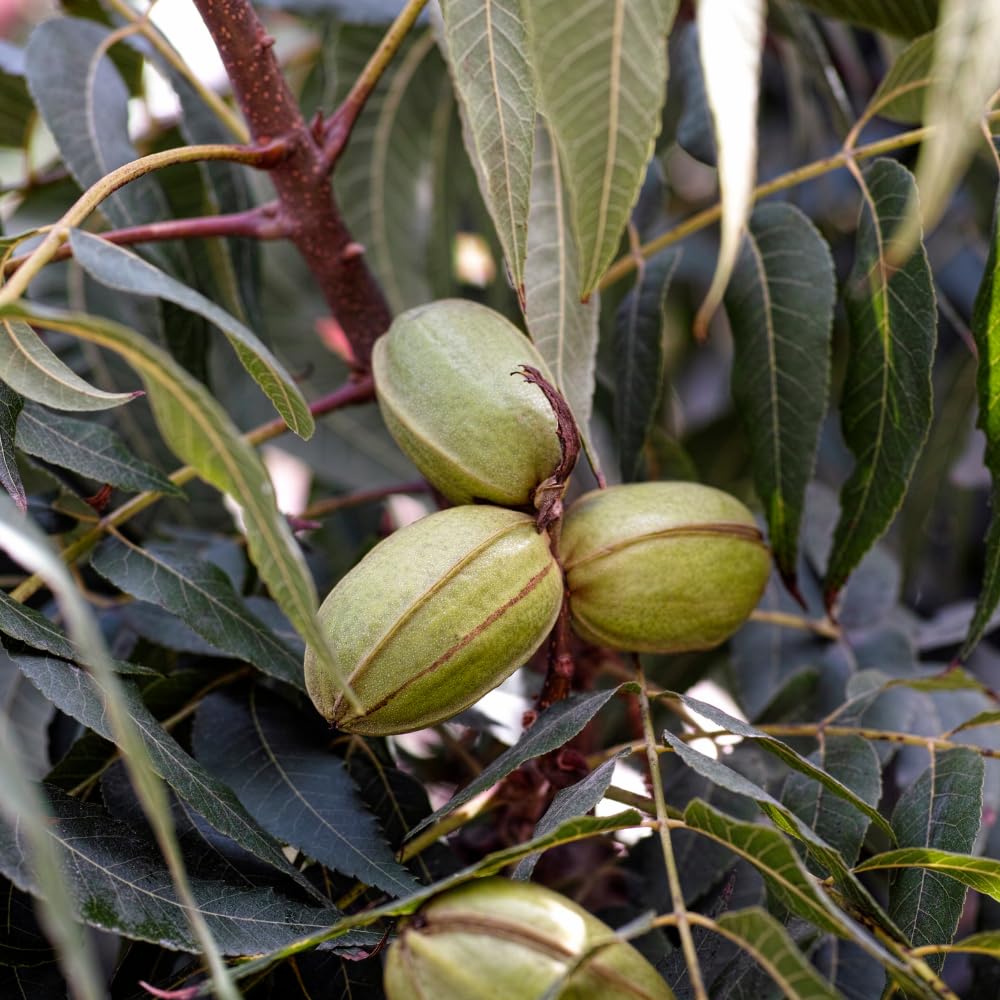 Set 4 Pecan Tree Bare Roots 12-18 Inches, Ready to Grow Pecan Plant Live, Dormant, Hardy, Outdoor Garden Planting